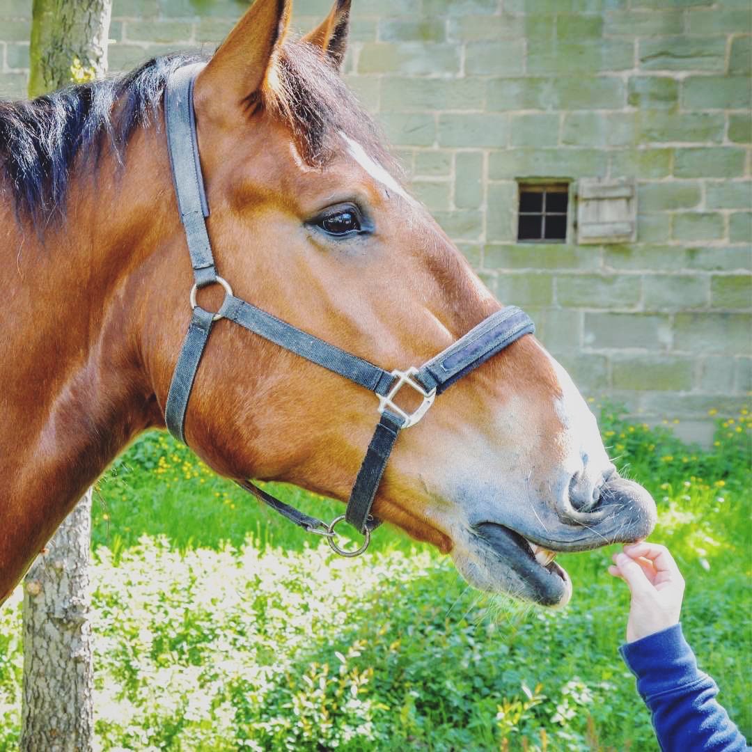 L'équithérapie est financée par l'association, un cheval vient voir les enfants à l'hôpital d'Hautepierre